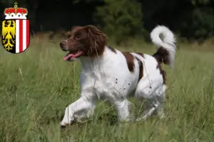 Read more about the article Epagneul Breton breeders and puppies in Upper Austria