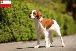 Read more about the article Epagneul Breton breeders and puppies in Utrecht