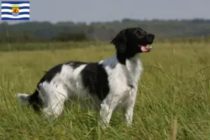 Read more about the article Epagneul Breton breeders and puppies in Zeeland