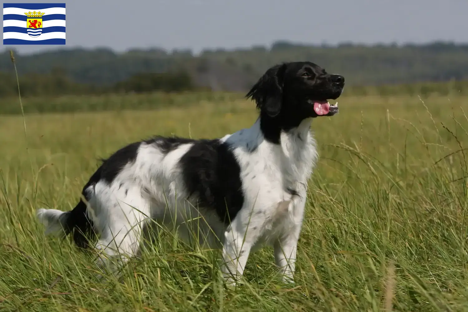 Epagneul Breton puppies and breeders Zeeland Find Epagneul Bretons breeders in Zeeland.