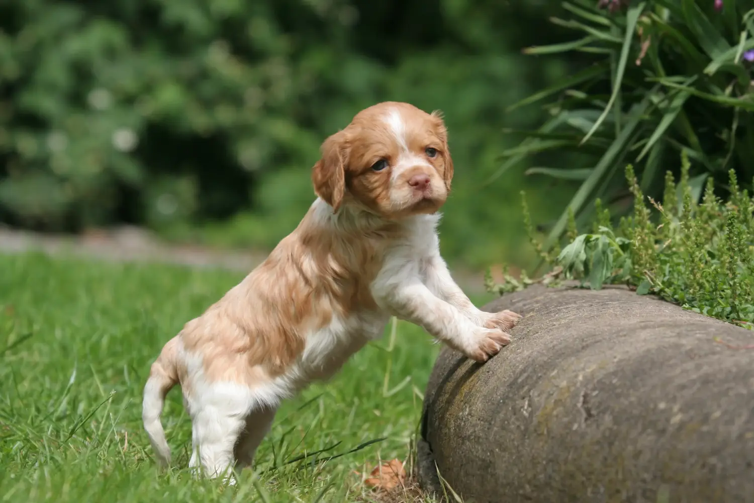 Buying an Epagneul Breton puppy means taking responsibility! Buy Epagneul Breton puppies.