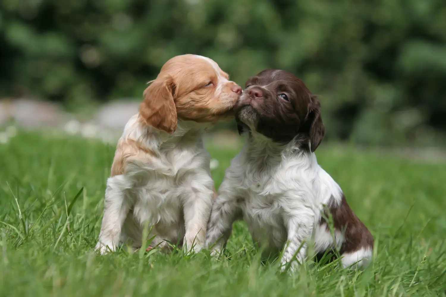 Buying an Epagneul Breton puppy means taking responsibility! Buy Epagneul Breton puppies.