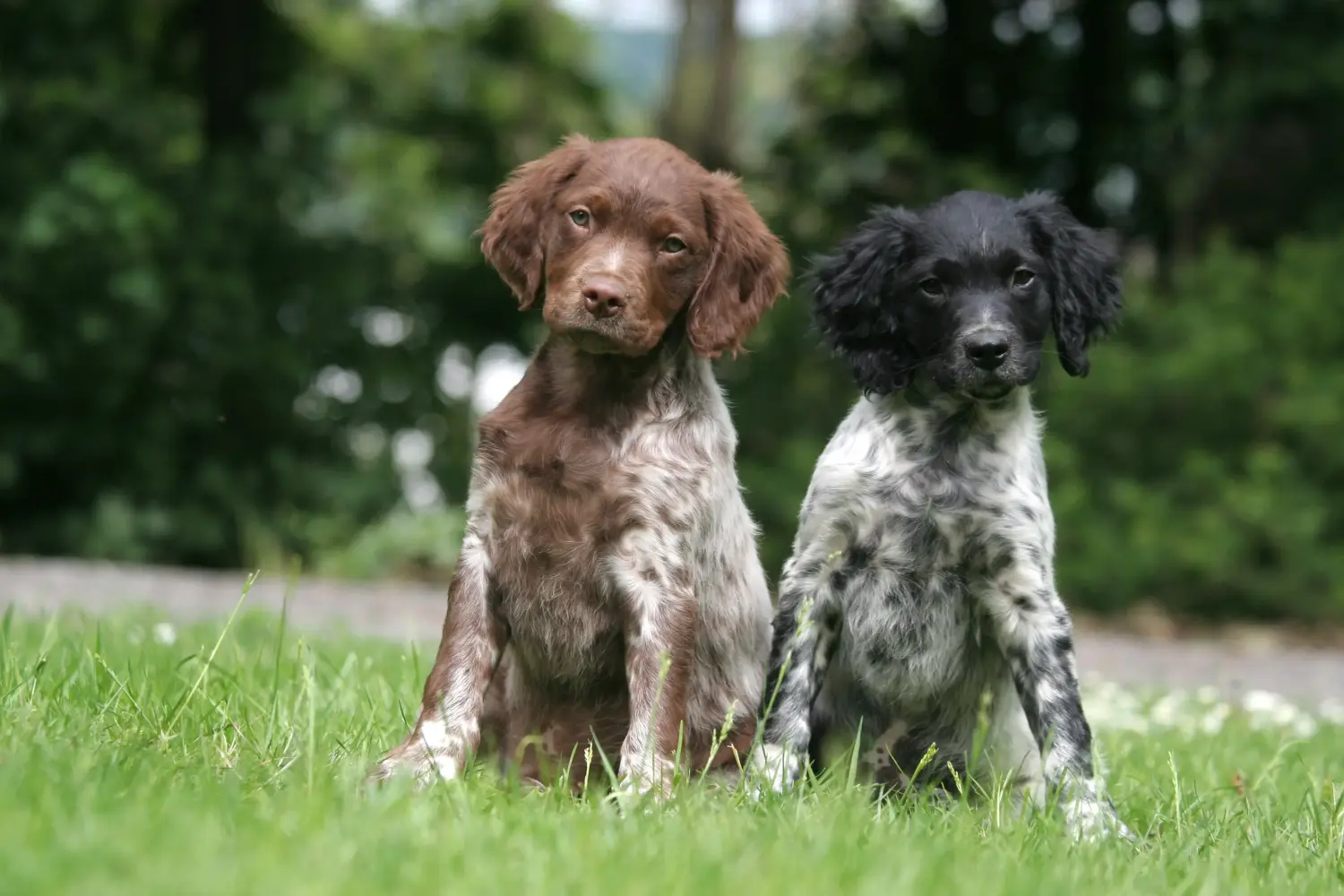 Buying an Epagneul Breton puppy means taking responsibility! Buy Epagneul Breton puppies.
