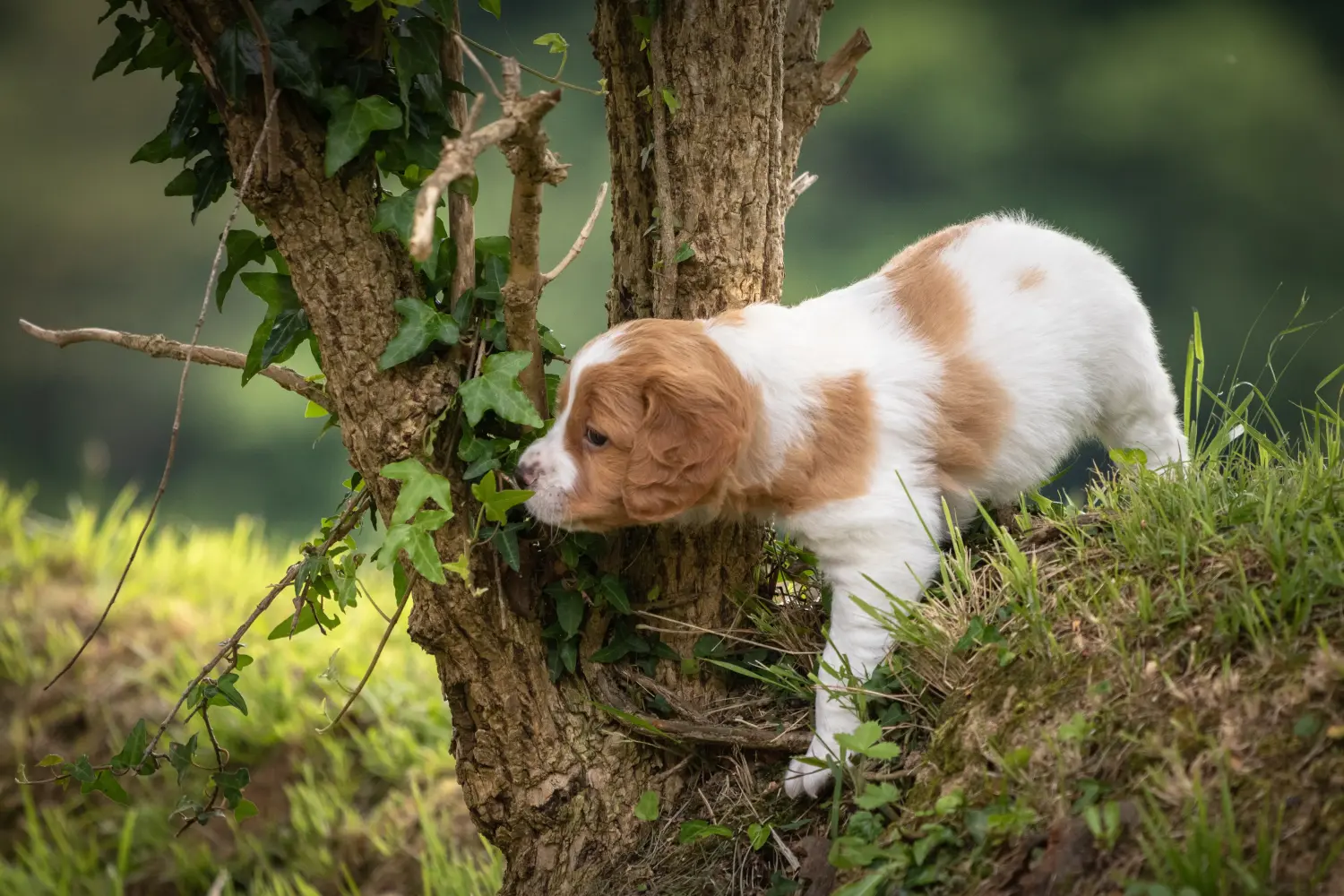 Buying an Epagneul Breton puppy means taking responsibility! Buy Epagneul Breton puppies.