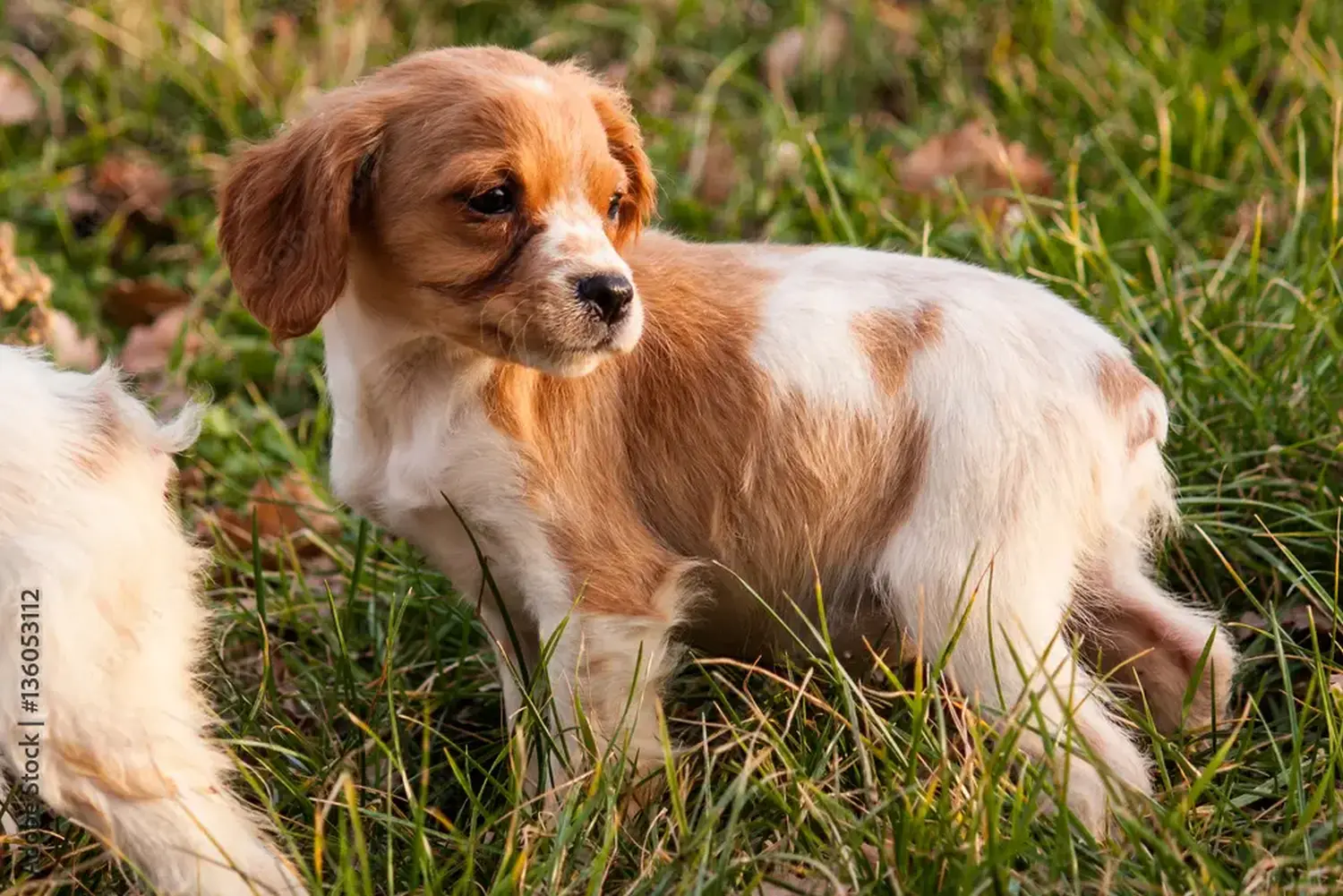 Buying an Epagneul Breton puppy means taking responsibility! Buy Epagneul Breton puppies.
