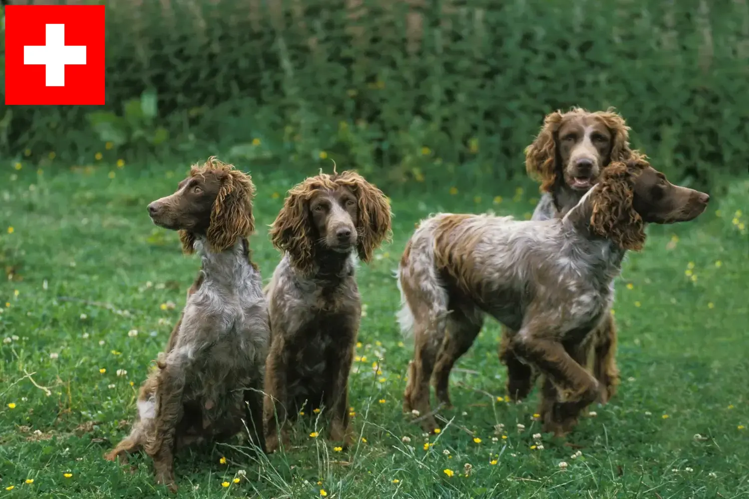 Epagneul de Pont-Audemer puppies and breeders Switzerland Here you can find Epagneul de Pont-Audemers breeders in Switzerland.
