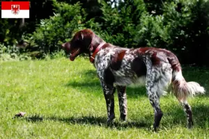 Read more about the article Épagneul français breeders and puppies in Brandenburg