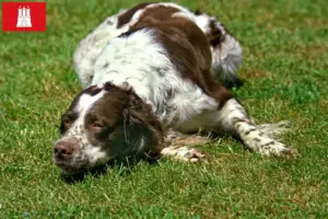 Read more about the article Épagneul français breeders and puppies in Hamburg
