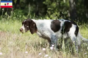 Read more about the article Épagneul français breeders and puppies in Mecklenburg-Vorpommern