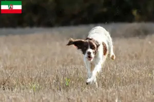 Read more about the article Épagneul français breeders and puppies in North Rhine-Westphalia