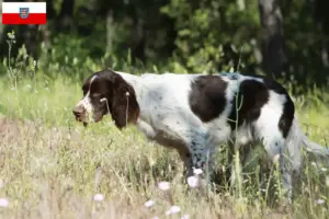 Read more about the article Épagneul français breeders and puppies in Thuringia