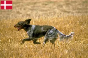 Read more about the article Épagneul Picard breeders and puppies in Denmark