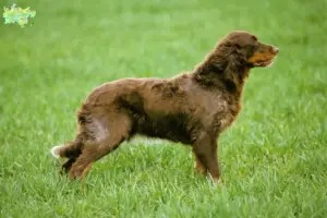 Read more about the article Épagneul Picard breeders and puppies in Midtjylland