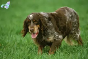 Read more about the article Épagneul Picard breeders and puppies in Nordjylland