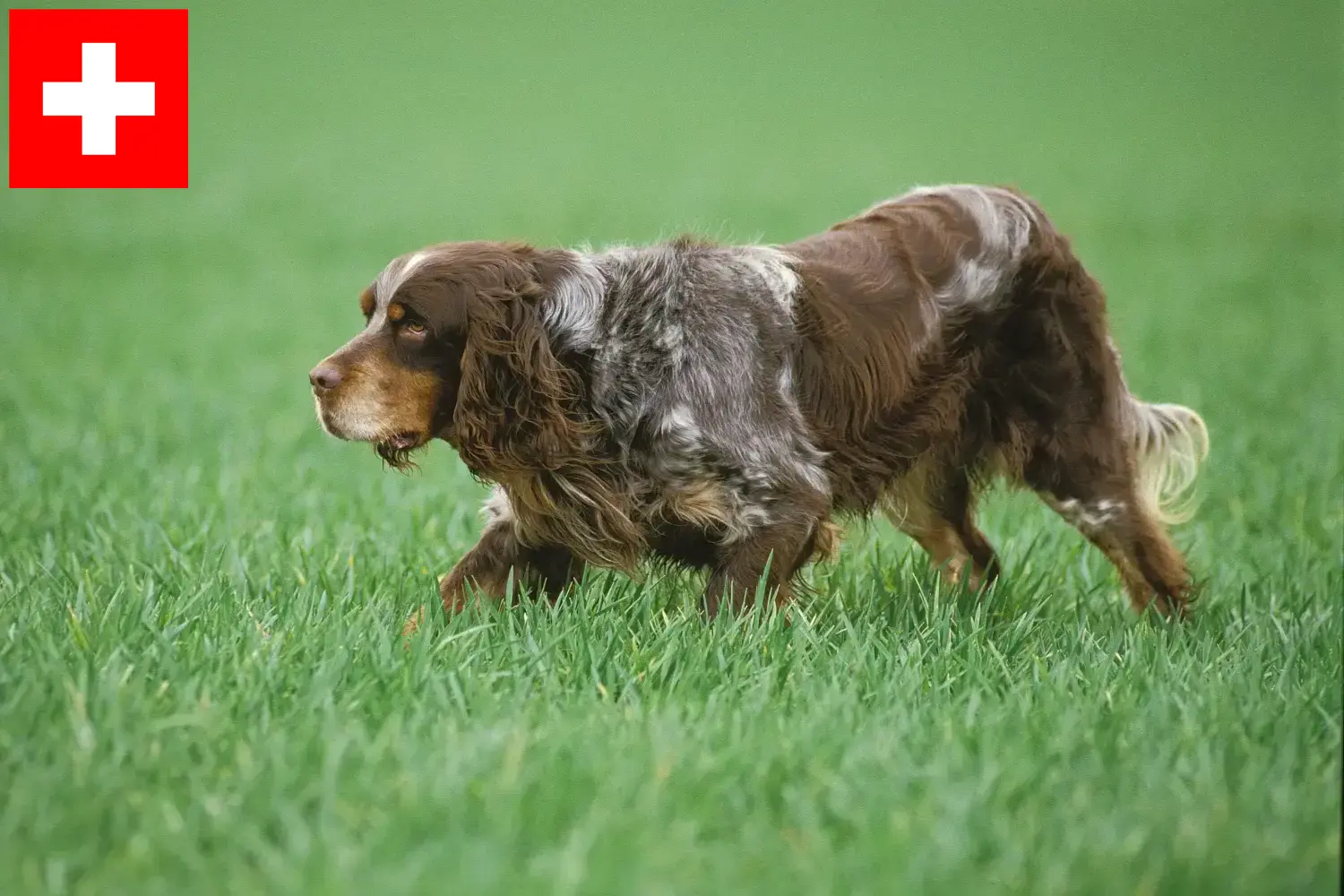 Épagneul Picard puppies and breeders Switzerland Here you can find Épagneul Picards breeders in Switzerland.