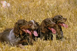 Read more about the article Épagneul Picard breeders and puppies in Syddanmark
