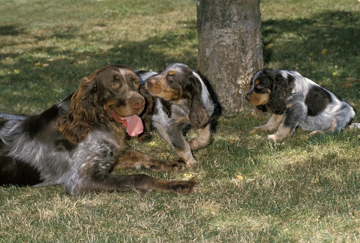 Buying an Épagneul Picard puppy means taking responsibility! Buy Épagneul Picard puppies.