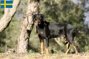 Read more about the article Erdélyi Kopó breeders and puppies in Sweden