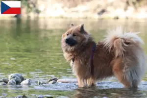Read more about the article Eurasier breeders and puppies in the Czech Republic