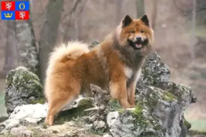 Read more about the article Eurasier breeders and puppies in Hradec Králové