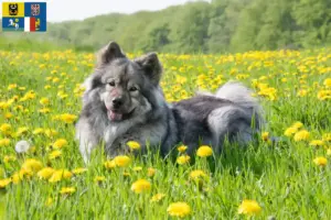 Read more about the article Eurasier breeders and puppies in Moravia-Silesia
