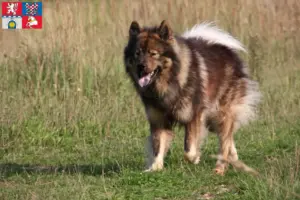 Read more about the article Eurasier breeders and puppies in Pardubice