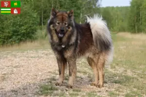 Read more about the article Eurasier breeders and puppies in Pilsen