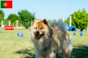Read more about the article Eurasier breeders and puppies in Portugal