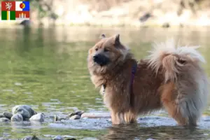 Read more about the article Eurasier breeders and puppies in South Bohemia