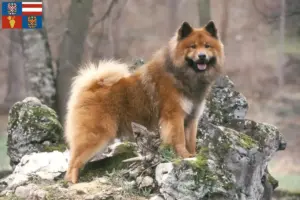 Read more about the article Eurasier breeders and puppies in South Moravia