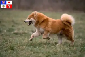 Read more about the article Eurasier breeders and puppies in Vysočina