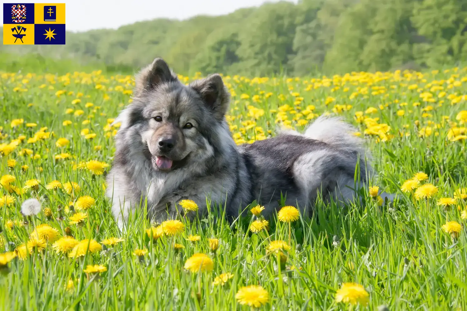 Read more about the article Eurasier breeders and puppies in Zlín