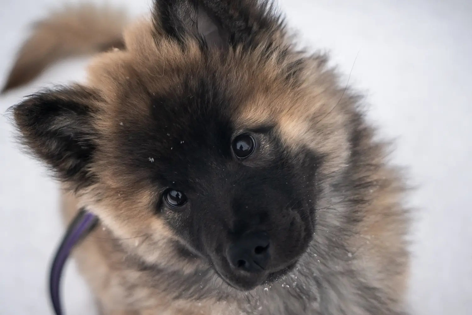 Buying a Eurasier puppy means taking responsibility! Buy Eurasier puppies.