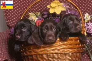 Read more about the article Field Spaniel breeders and puppies in Limburg