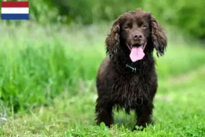 Read more about the article Field Spaniel breeders and puppies in the Netherlands