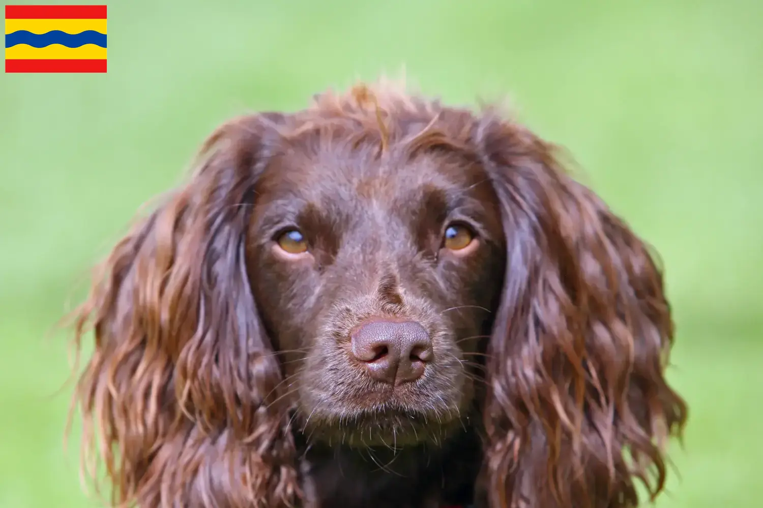 Read more about the article Field Spaniel breeders and puppies in Overijssel