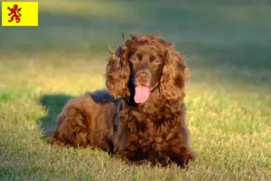 Read more about the article Field Spaniel breeders and puppies in South Holland