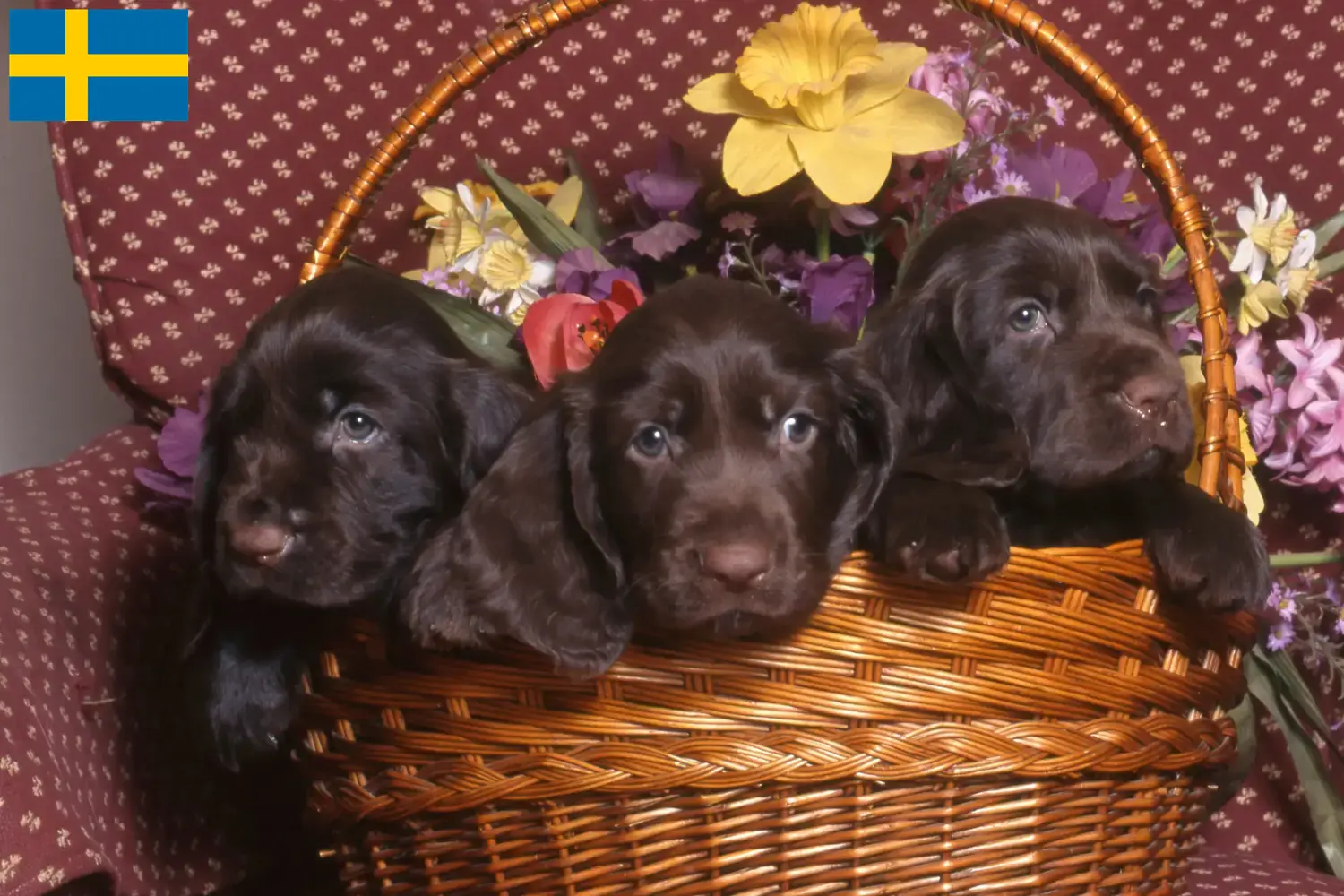 Read more about the article Field Spaniel breeders and puppies in Sweden