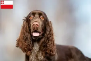 Read more about the article Field Spaniel breeders and puppies in Utrecht