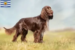 Read more about the article Field Spaniel breeders and puppies in Zeeland