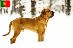 Read more about the article Fila Brasileiro breeders and puppies in Portugal