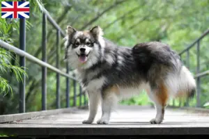 Read more about the article Finnish Lapphund breeders and puppies in Great Britain