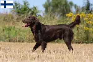 Read more about the article Flat Coated Retriever breeders and puppies in Finland