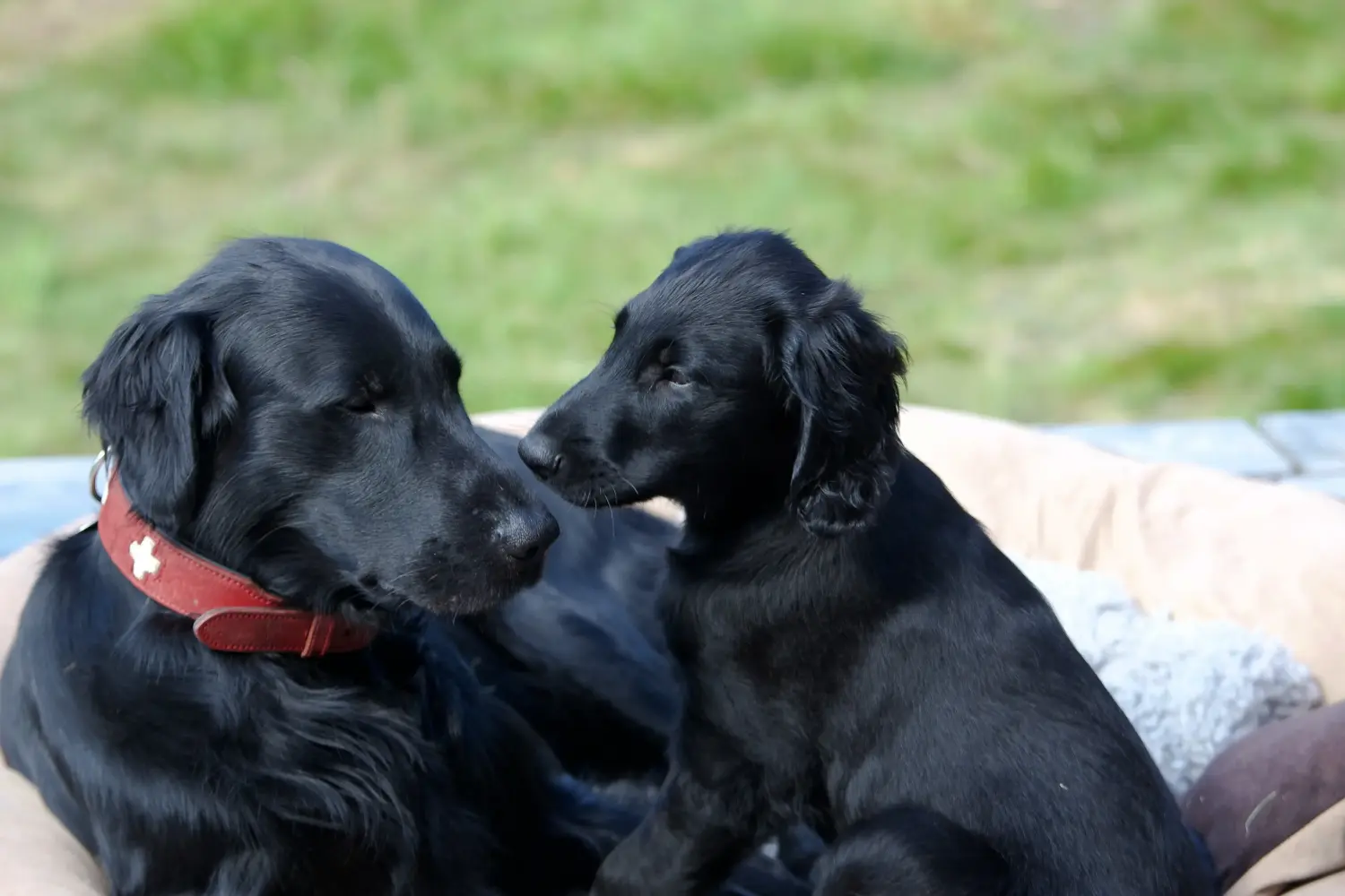 Buying a Flat Coated Retriever puppy means taking responsibility! Buy Flat Coated Retriever puppies.
