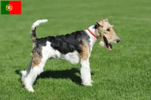Read more about the article Fox Terrier breeders and puppies in Portugal