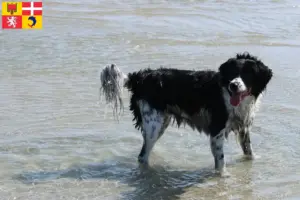 Read more about the article Frisian Water Dog breeders and puppies in Auvergne-Rhône-Alpes