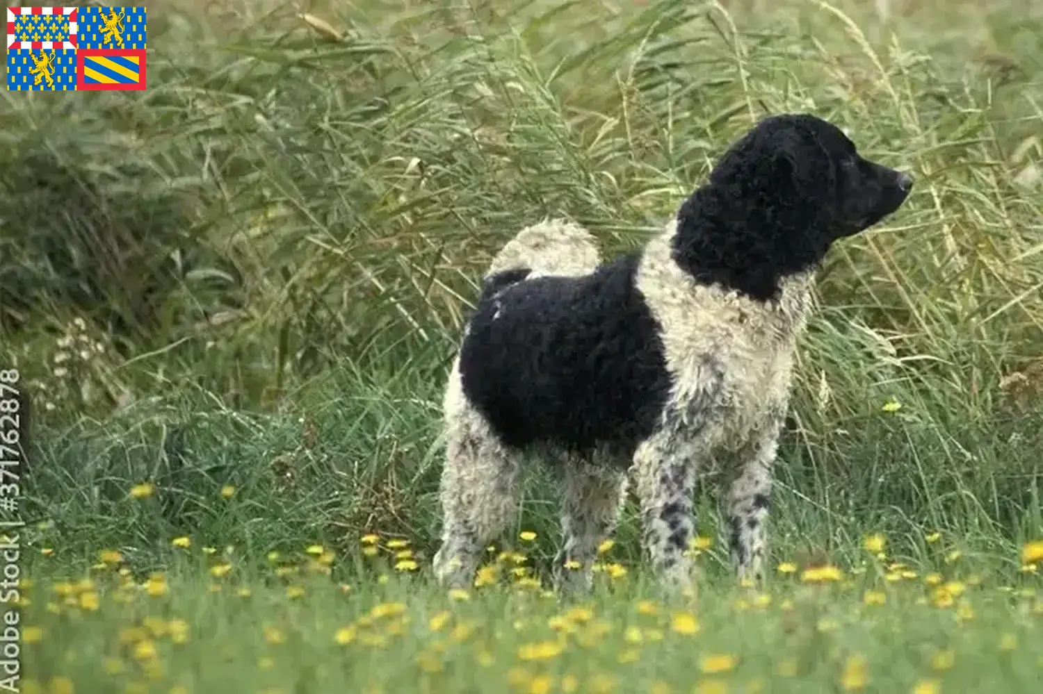 Read more about the article Frisian Water Dog breeders and puppies in Bourgogne-Franche-Comté