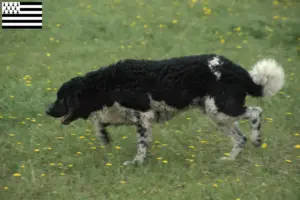 Read more about the article Frisian water dog breeders and puppies in Brittany