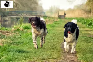 Read more about the article Frisian water dog breeders and puppies in Corsica