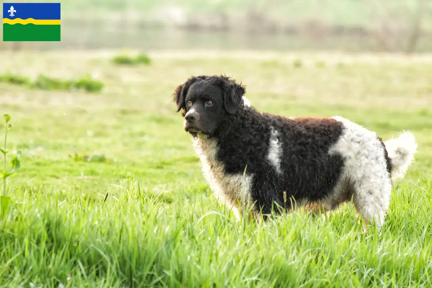 Frisian Water Dog puppies and breeders Flevoland Find Frisian Water Dog breeders in Flevoland.